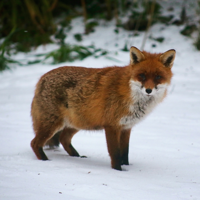 A frequent visitor to Killiney in recent days. By Daniel Carley