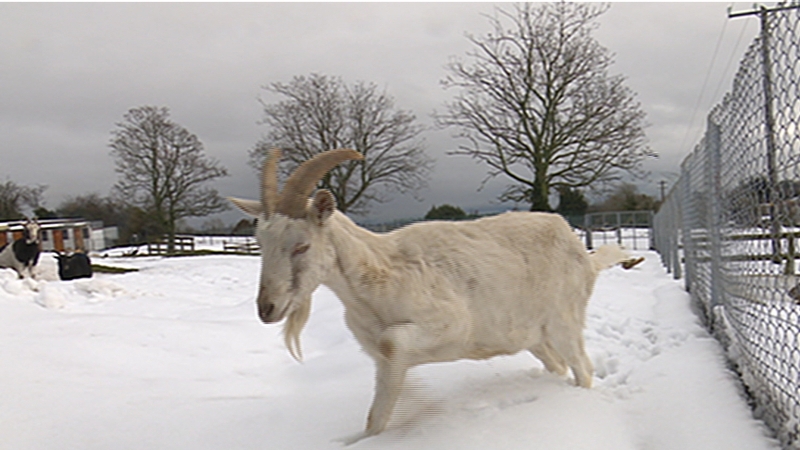 Even nimble-footed creatures were struggling