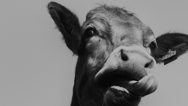 Book On One: Listen to The Cow Book by John Connell