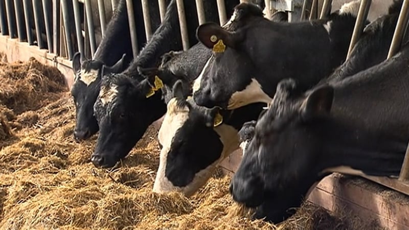 Watchdog says 'vital that cattle numbers are reduced' as part of the efforts to cut emissions