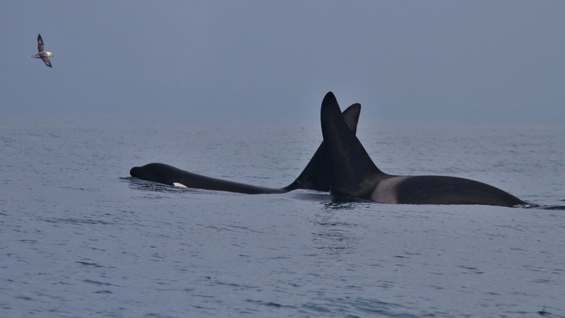 The two males were seen south of Great Blasket Island (Pics: Nick Massett Irish Whale and Dolphin Group)