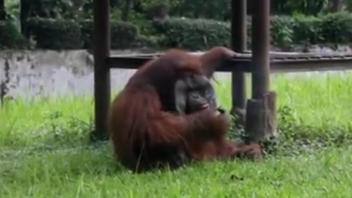An animal welfare group hopes the video will help spread awareness of the zoo's conditions