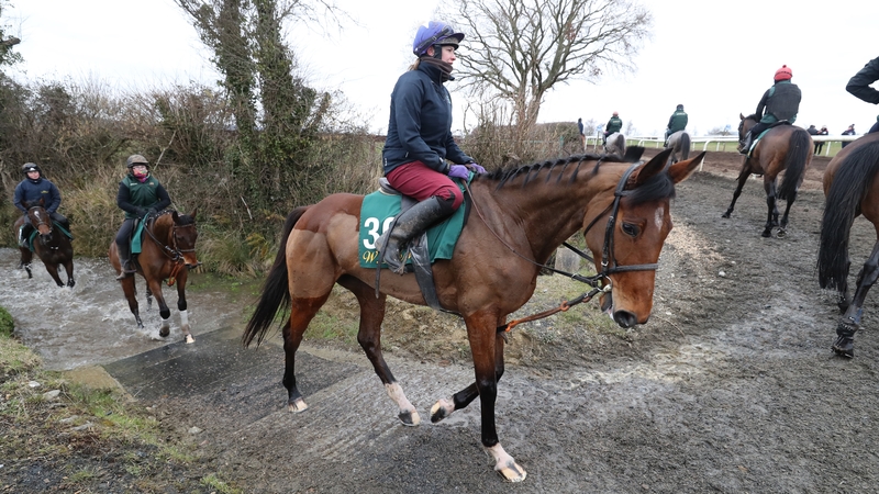 Laurina will go to the Tattersalls Ireland breeding sale on 14 December