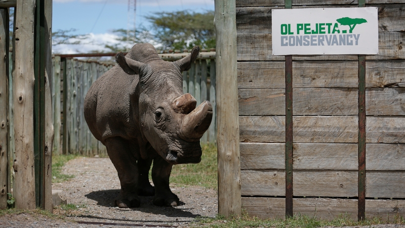 Sudan at Ol Pejeta Conservancy, pictured last May