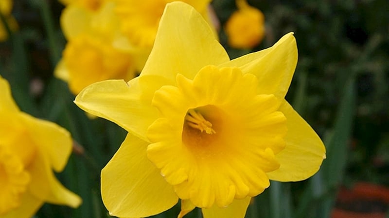 Figiúirí nua faoi ailse ar fud an domhain