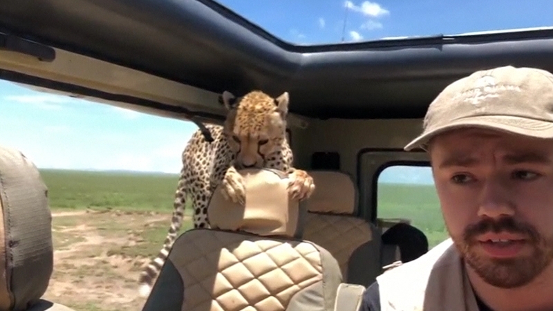 The animal was described as more curious than aggressive (Pic: Peter Heistein / Grand Ruaha Safaris)