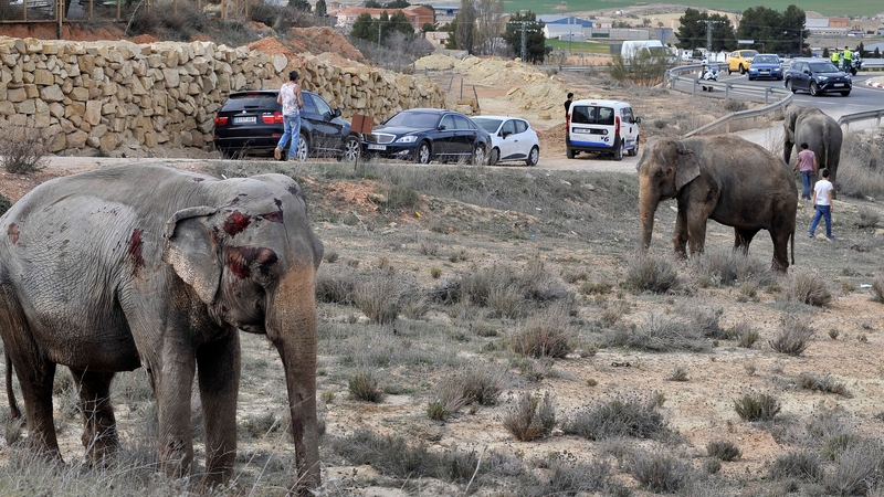 Two elephants were injured in the crash