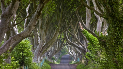 Dark Hedges has become a major tourist destination
