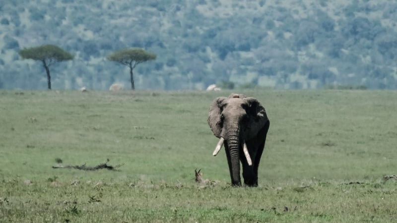 Enterprise Ireland begins its first trade mission to Kenya today