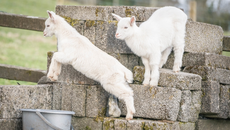 A minimum of 40% of the fund will go to agri-food businesses and suppliers