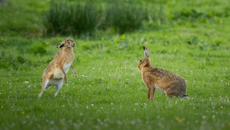 The habits of hares during breeding season led to the coining of the expression "as mad as a March hare"