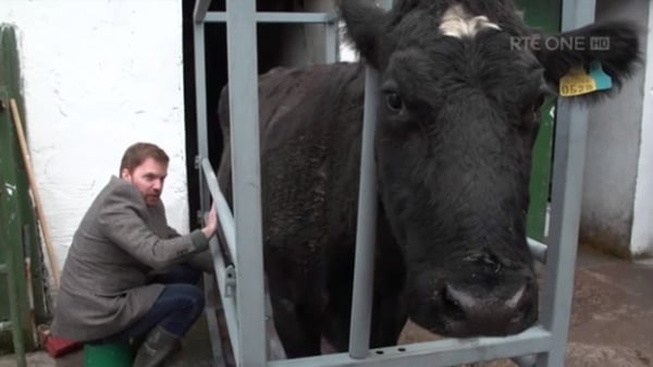 Bernard O'Shea tries a new tactic in 'Pull the Udder One'
