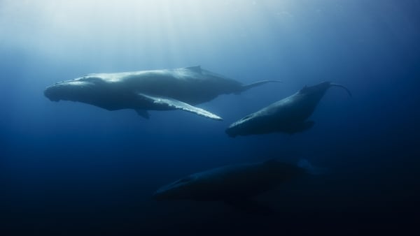 Sound in the Ocean