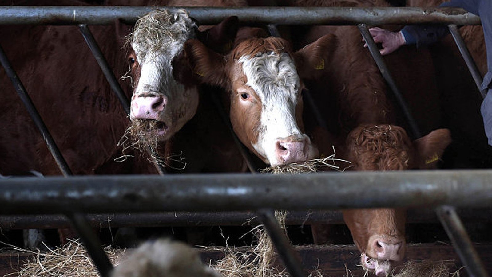 China suspends imports of Irish beef due to bluetongue