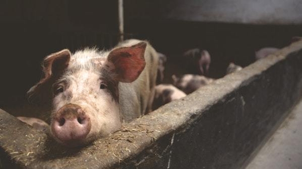 Veganism: 'We believe in this myth that humans are superior to ot