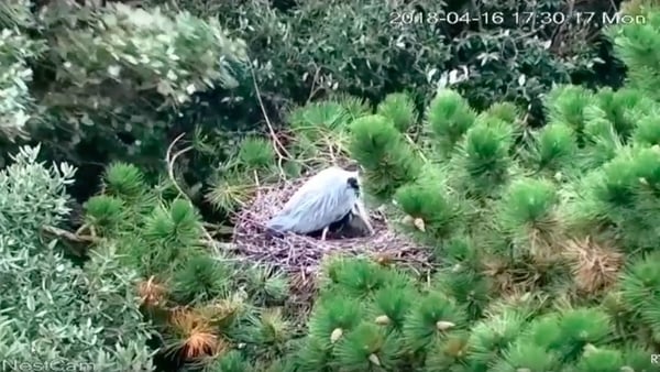 Nestwatch live