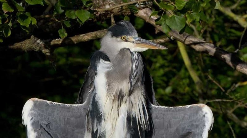 A Grey Heron
