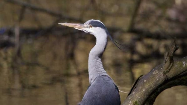 Lessons in stillness from a Clontarf heron - Sunday Miscellany