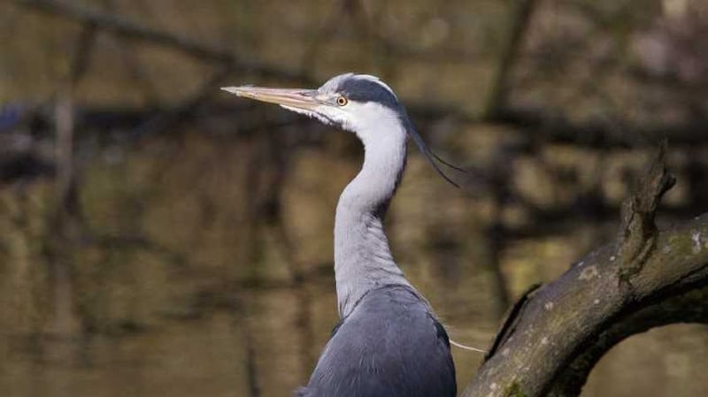 Grey Heron