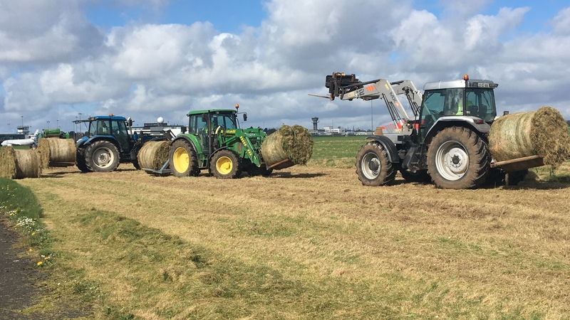 It is the second time in five years that the airport has offered its grass to farmers