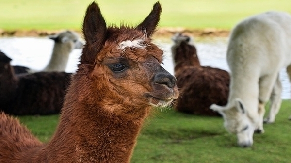 The Alpaca Farming Boom?: "The fleece is finer than cashmere."