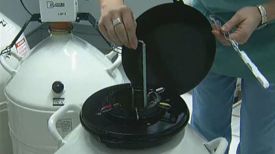 Fertilised eggs being frozen in the Rotunda Hospital fertility clinic (1998)