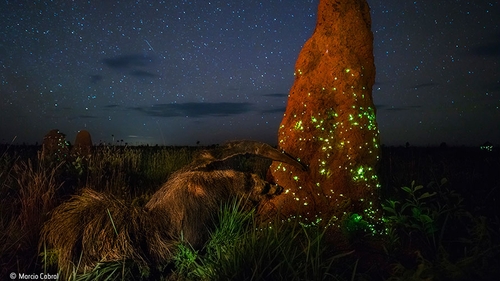 The image, taken by Marcio Cabral, had won the Animals in their Environment category
