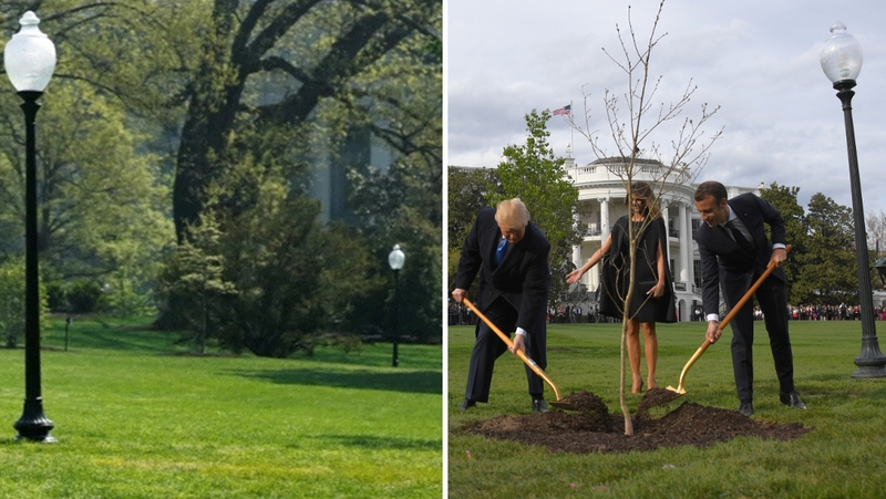 A patch of yellow grass is seen where the tree was planted