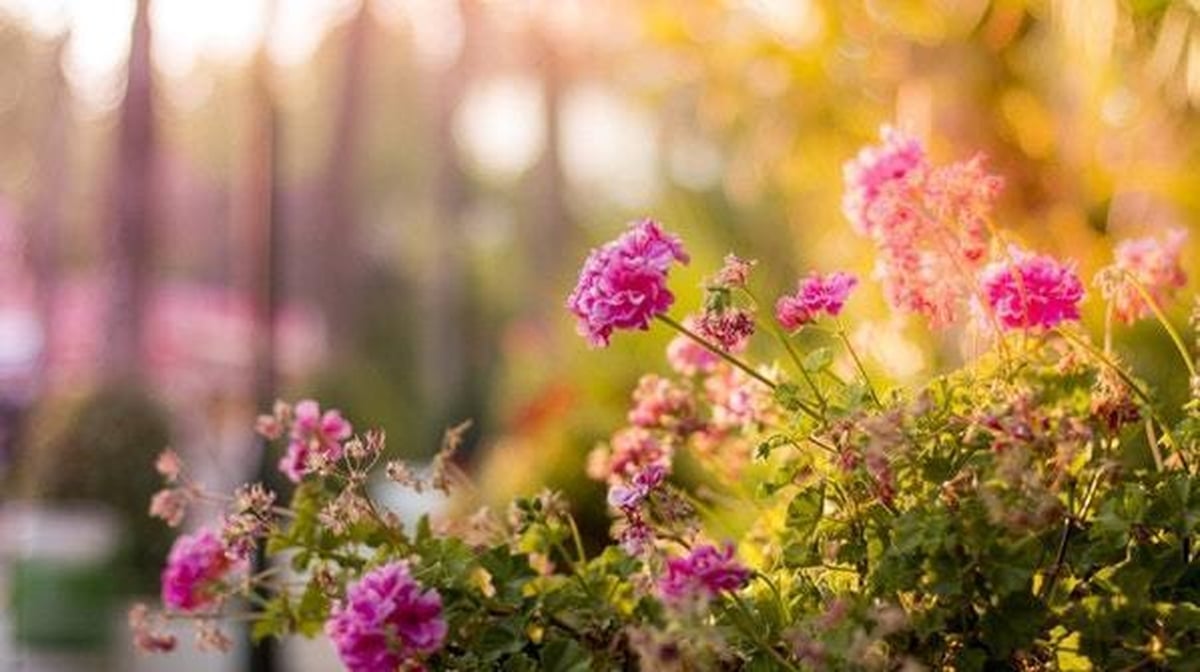 Gardening with Marie Staunton: Easy and Difficult Plants