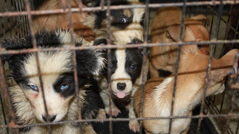 The animals are being taken care of by the ISPCA (pic: ISPCA)