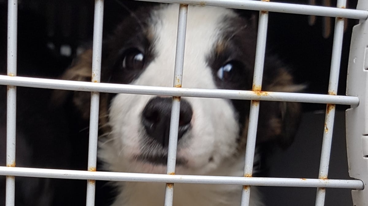 The puppy farm capital of Europe – how did Ireland earn this accolade?