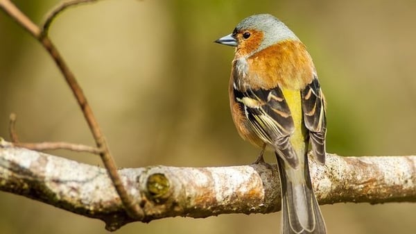 Birdsong