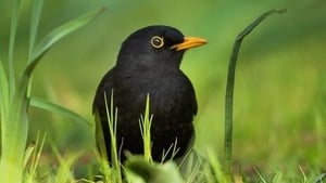 Blackbird (photo by Ken Kinsella)