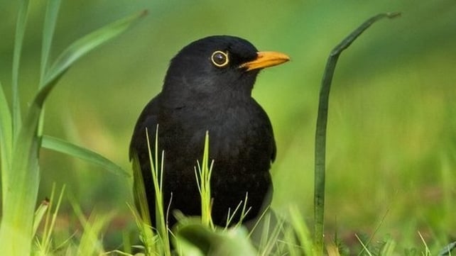 Blackbird (photo by Ken Kinsella)