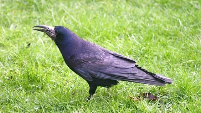 Rook (photo by Terry Flanagan)