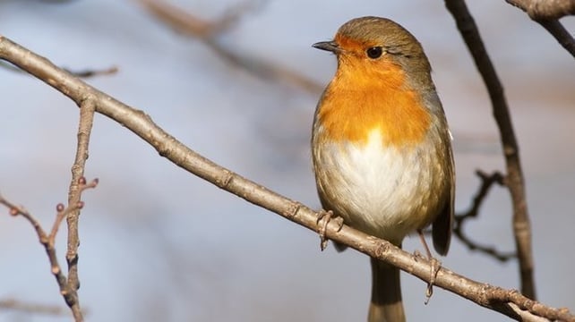 Robin (photo by Michael Finn)