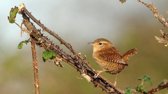Wren (photo by John Fox)