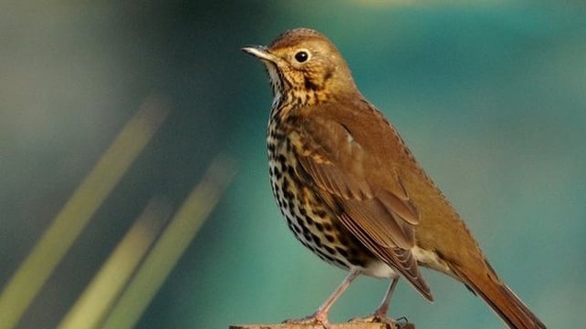 Song Thrush (photo by John Fox)