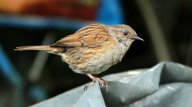 Dunnock (photo by Dick Coombes)