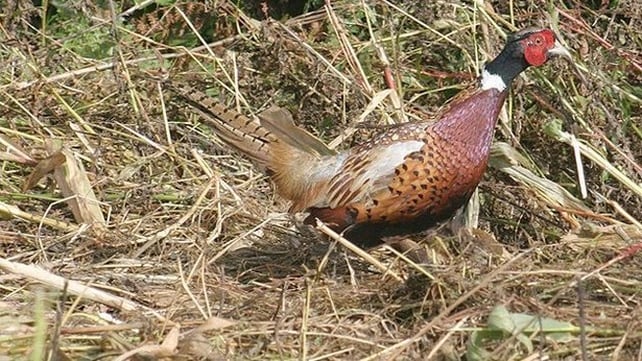 Pheasant (male) (Ronnie Martin)