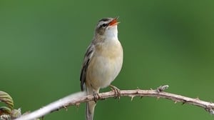 Sedge Warbler (photo by Colum Clarke)