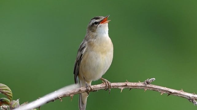Sedge Warbler (photo by Colum Clarke)