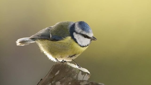 Blue Tit (photo by Clive Timmons)