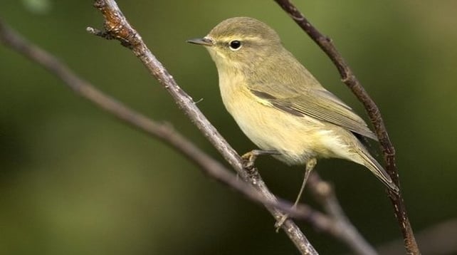 Chiffchaff (photo by David Dillon)