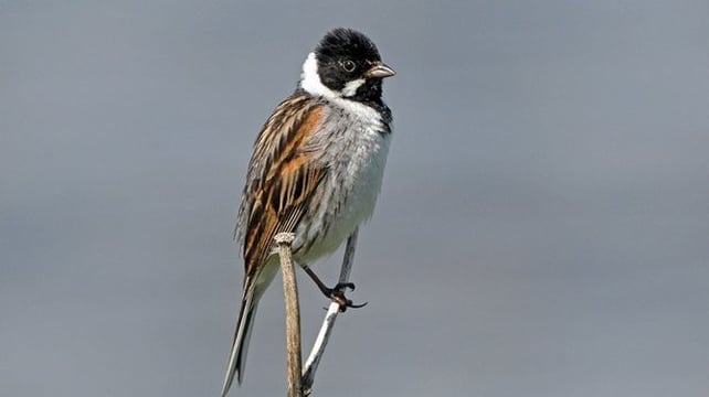Reed Bunting (male) (photo by Colum Clarke)