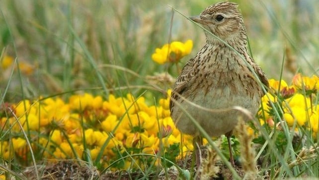 Skylark (photo by Stephen McAvoy)