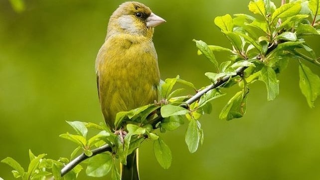 Greenfinch (male) (Michael Finn)