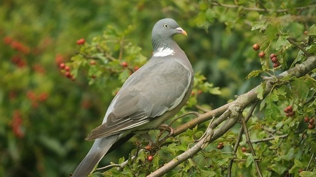 Woodpigeon (photo by John Fox)