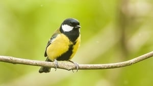 Great Tit (Michael Finn)