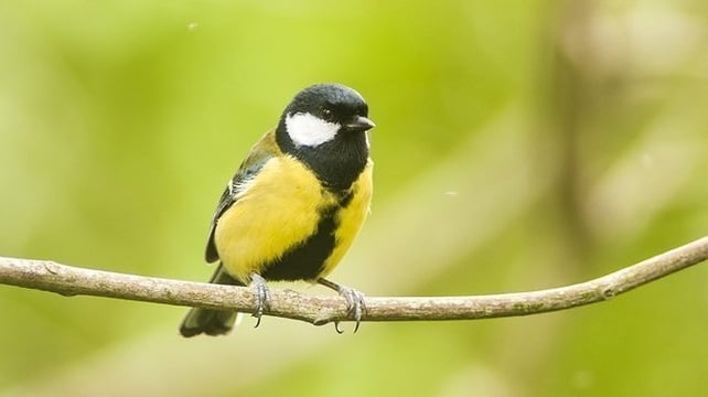 Great Tit (Michael Finn)